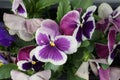 Pansies in a flower box on a windowsill in May. Berlin, Germany Royalty Free Stock Photo